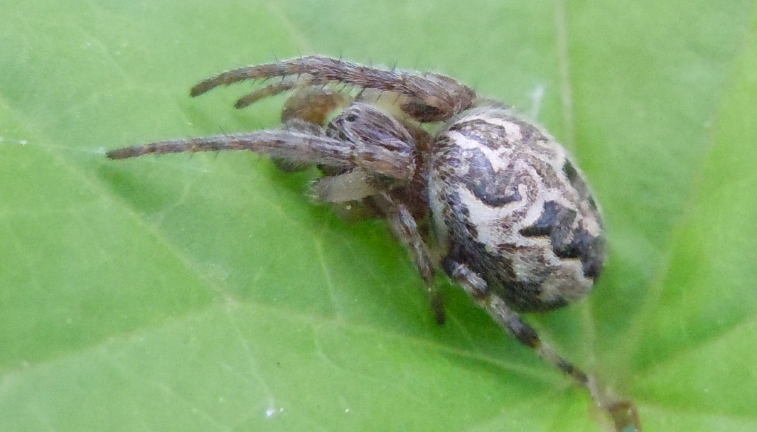 Larinioides sp. - Lago D''Averno (Na)